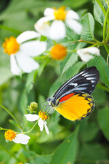 butterfly on flower in garden with blurred green background