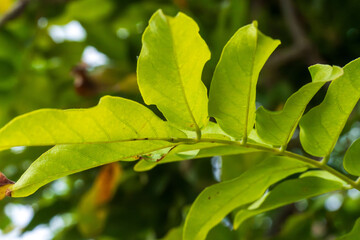 秋の木の葉のアップ1