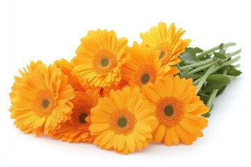 Vibrant Orange Gerbera Daisies Bouquet on White Background