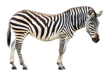 Fototapeta premium Zebra isolated on white background