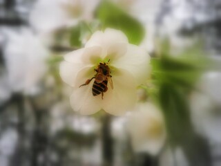 Bee on a white flower