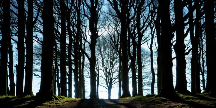 Tranquil idless woods in Truro Cornwall England UK silhouette