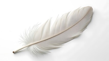 white feather on white background