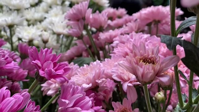 fresh ester flowers are pink