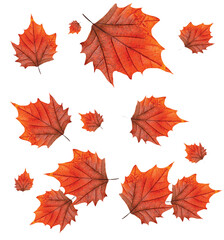 Fototapeta premium 가을, 나뭇잎, 단풍나무, 나뭇잎, 가을, 네이처, orange, 계절, 나무, yellow, 벡터, 식물, 변색, 단풍, 도안, 갈색, 10월, 수집, red, 삽화, 떡갈나무, 11월, 식물학, 도안, 단풍