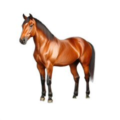 Obraz premium Chestnut horse standing isolated transparent background equine stallion breed animal portrait isolated