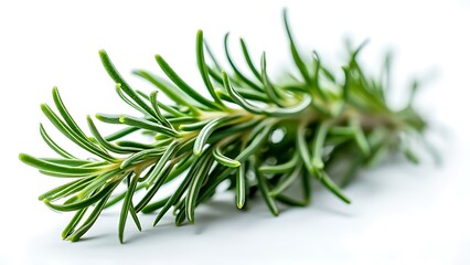 Fototapeta premium Twig of rosemary