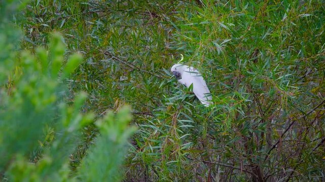 Cockatoo parrot sitting on a green tree branch in Australia. Big white and yellow cockatoo with nature green background