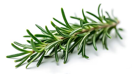Fototapeta premium Twig of rosemary