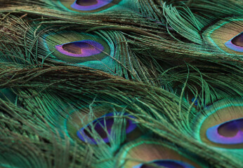 Fototapeta premium Peacock feather closeup. Selective focus.