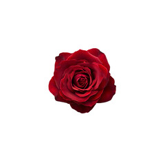 Pink roses with leaves on a white background