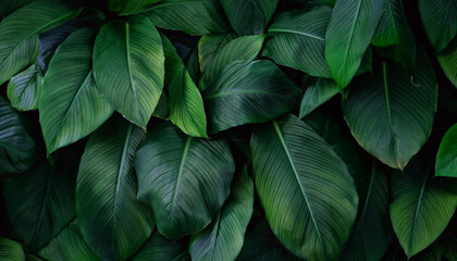 Dark green leaf texture, Natural green leaves using as nature background wallpaper or tropical leaf cover page