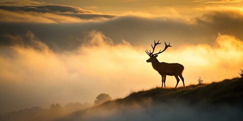 Silhouette of stag on hill at dawn surrounded by fog