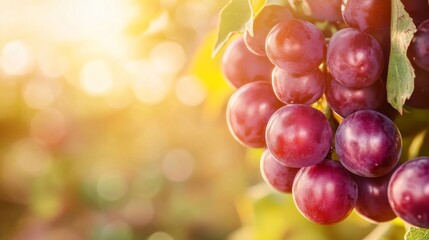 Vibrant Morning Light in a Garden Harvest Scene