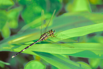 Fototapeta premium Macro Series : Green dragonfly on the grass with natural background