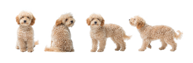 Collection of Poodle portraits in different positions