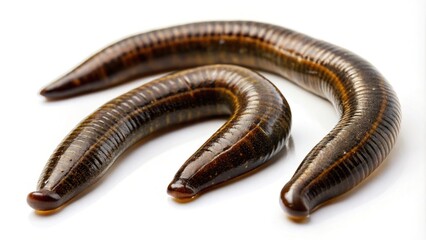 Silhouette of three medicinal leeches on a white background