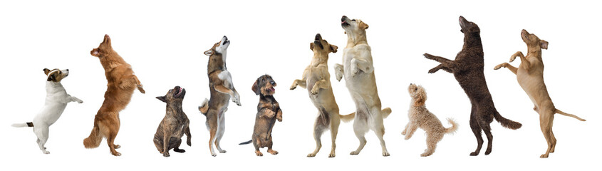 Healthy dogs jumping and standing on their hind legs