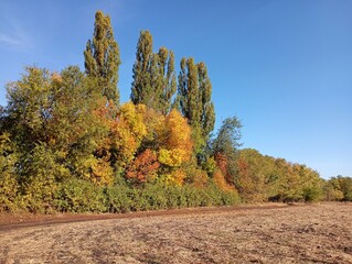 Beautiful autumn landscape with yellowed oak leaves and tall poplars on the horizon against a blue...