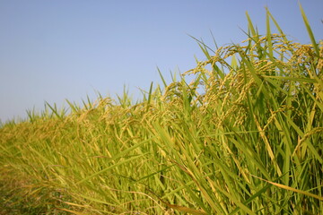 목초, 들판, green, 네이처, 경작, 밀, 식물, sky, 여름, 농장, blue, 곡류, 목초지, 봄, 결, 경관, 성장, 보리, 옥수수, 먹을것, 농촌, 주변, 곡류, 호밀, 라이스, 쌀, 논, 수확, 벼, rice, 가을, 추수, 논