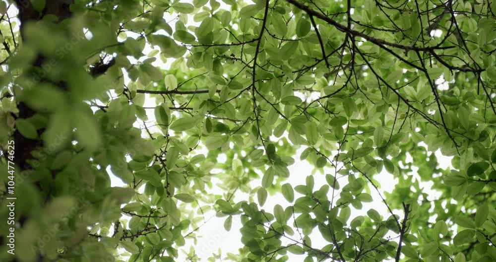 Poster close-up of vibrant green leaves branching out in nature, illuminated by sunlight filtering through,