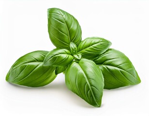 Fototapeta premium バジル（Basil） 