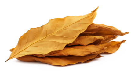 PNG, Cluster of golden-brown tobacco leaves in daylight isolated on a transparent background