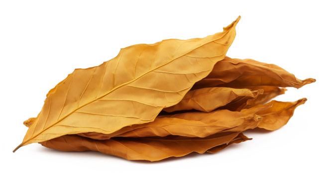 PNG, Cluster of golden-brown tobacco leaves in daylight isolated on a transparent background