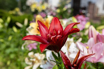 Red lily flower