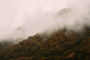 A magical mist envelops a vibrant autumn forest, highlighting its rich hues in a serene, beautiful landscape