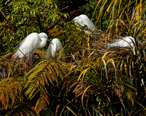 White herons, Maori name kōtuku, in breeding plumage at Waitangiroto Nature Reserve, south...