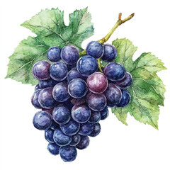 Grape fruit watercolor clipart illustratration