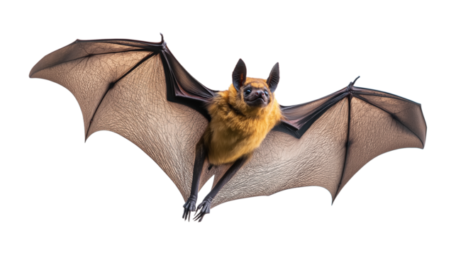 PNG, Flying bat isolated on a transparent background