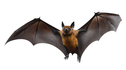 PNG, Flying bat isolated on a transparent background