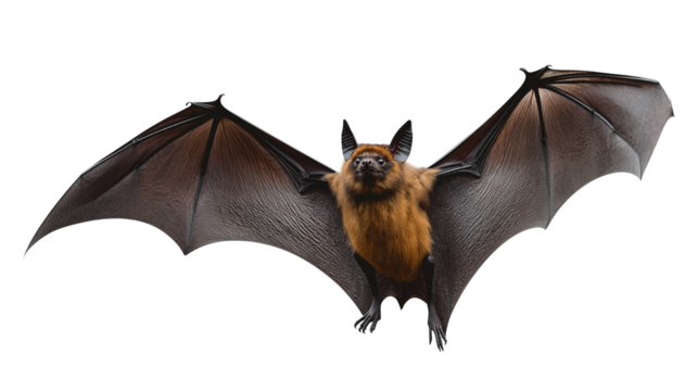 PNG, Flying bat isolated on a transparent background