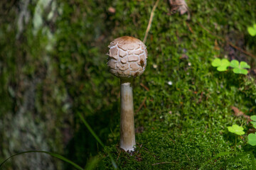 Green umbrella blushing in the forest
