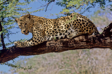 Leopard
