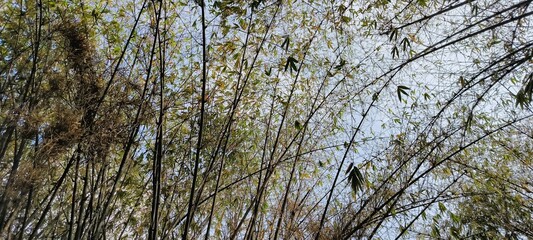 Tall black bamboo trees. Grows in large clumps, offering shade and calmness. Photo taken in Bandung area, West Java, Indonesia