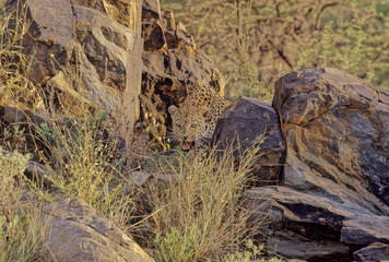 Leopard