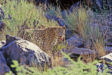Leopard