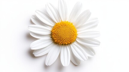 Fototapeta premium Close-up of a single, perfectly bloomed daisy, vibrant yellow center surrounded by delicate white petals, isolated on white for a fresh, natural look