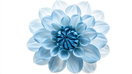 Fototapeta premium Blue Dahlia flower with soft, delicate petals fanning out in a symmetrical pattern, isolated on a white background, crisp edges and vivid color