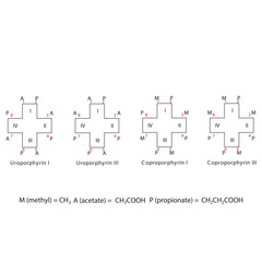 Diagram of Uroporphyrin and  Coproporphyrin molecules chemical molecular structure, featuring rings and substitutions. skeletal structure diagram. compound molecule scientific illustration.