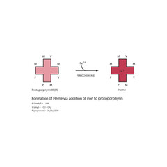Obraz premium Diagram showing synthesis of Heme from Protoporphyrin III through addition of Iron via Ferrochelatase enzyme chemical reaction. skeletal structure diagram. compound molecule scientific illustration.
