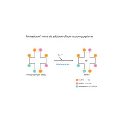 Diagram  showing synthesis of Heme from Protoporphyrin III through addition of  Iron via Ferrochelatase enzyme chemical reaction. skeletal structure diagram. compound molecule scientific illustration.