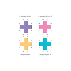 Diagram of Uroporphyrin and  Coproporphyrin molecules chemical molecular structure, featuring rings and substitutions. skeletal structure diagram. compound molecule scientific illustration.