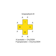Fototapeta premium Diagram of Uroporphyrin III molecule chemical molecular structure, showing substitutions - acetate and propionate. skeletal structure diagram. compound molecule scientific illustration.