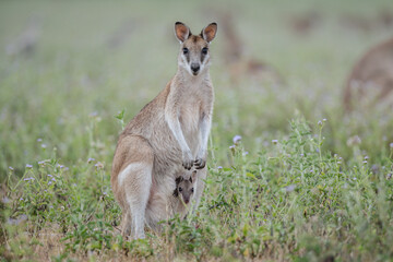 Wallaby with Baby in the Pouch.

A mother wallaby with her adorable joey nestled safely in her pouch.