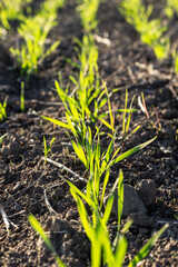 Grass growing in soil. Germination of wheat stalks in the field. Cultivation of cereals. Small stem close-up