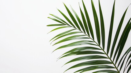 Obraz premium Graceful Outline of a Palm Leaf on White Background